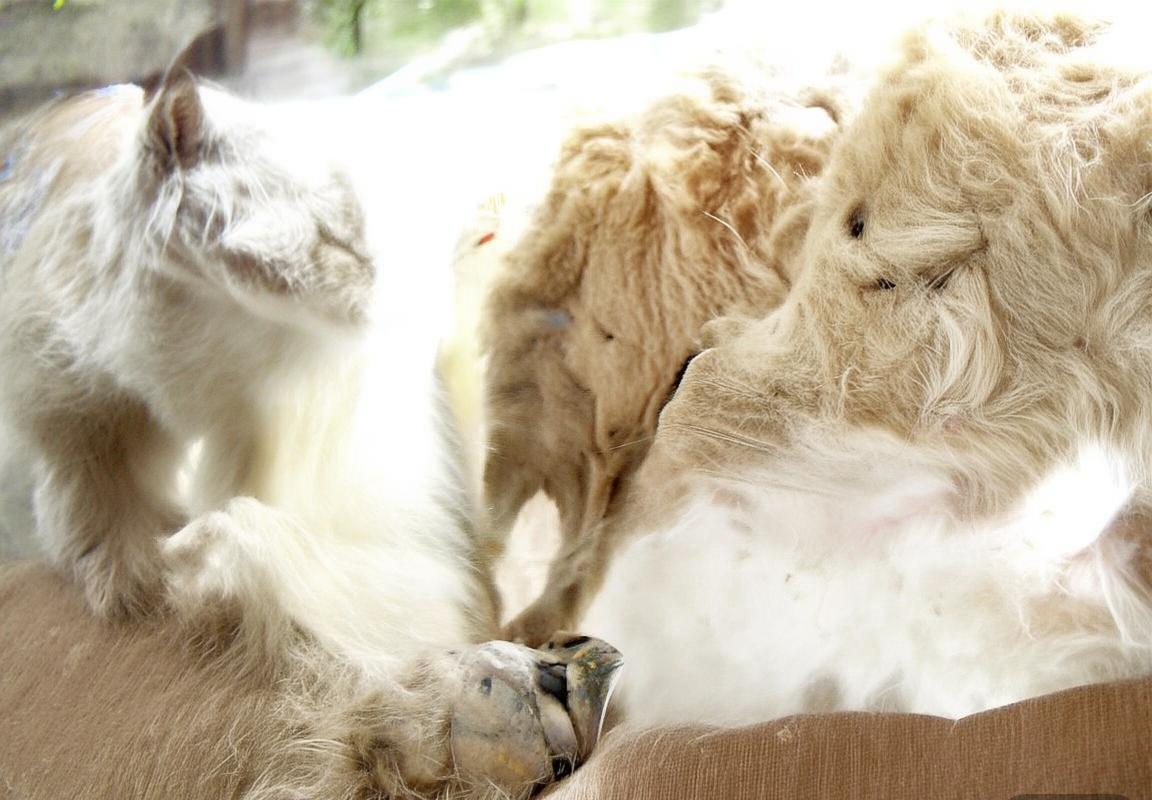 2020欧冠决赛：拜仁1:0巴黎，科曼制胜巴黎虽败犹荣